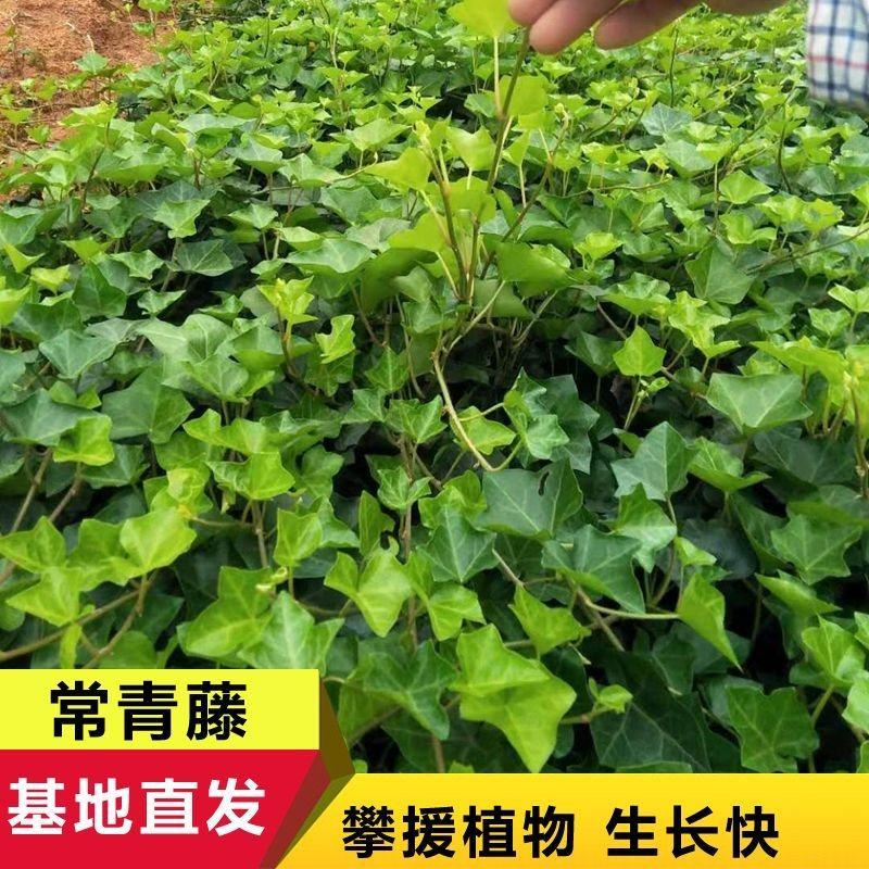 常青藤工程苗常青藤苗广东供应商常青藤攀岩爬藤