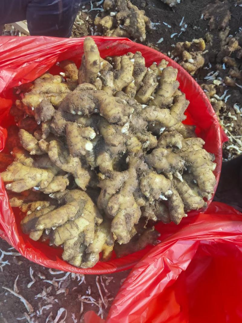 【小黄姜】小黄姜颜色好大块辣味浓厚沙土姜