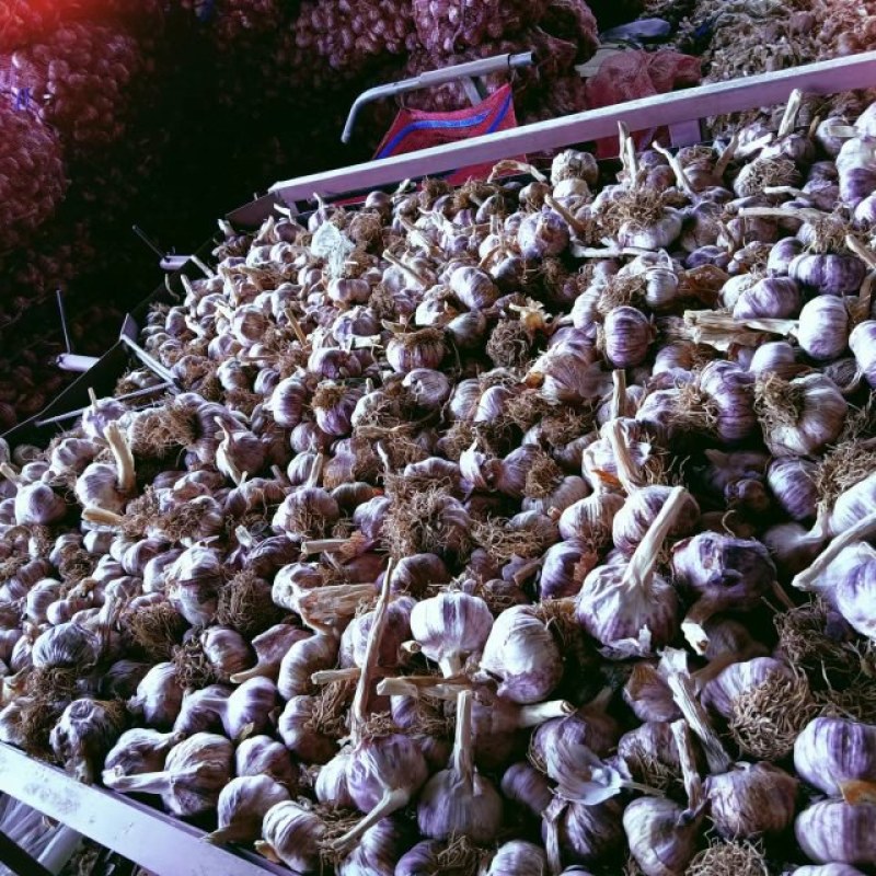 大清稞蒜种