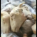 火燎羔羊头2～4斤都有货，火燎水洗，特别干净，