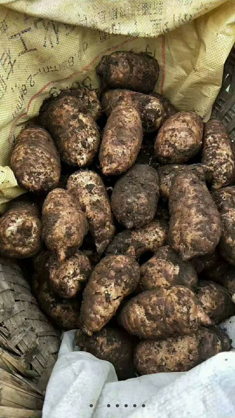 昭通小草坝天麻