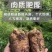 昭通小草坝天麻