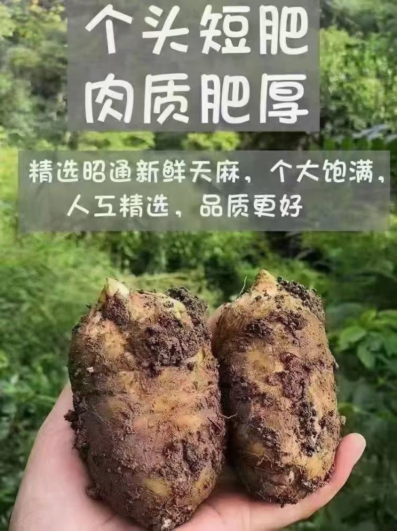 昭通小草坝天麻
