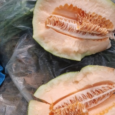 饶阳县晓蜜25哈密瓜