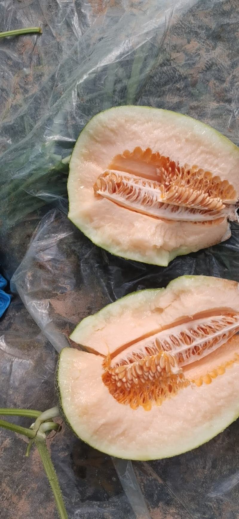 饶阳县晓蜜25哈密瓜