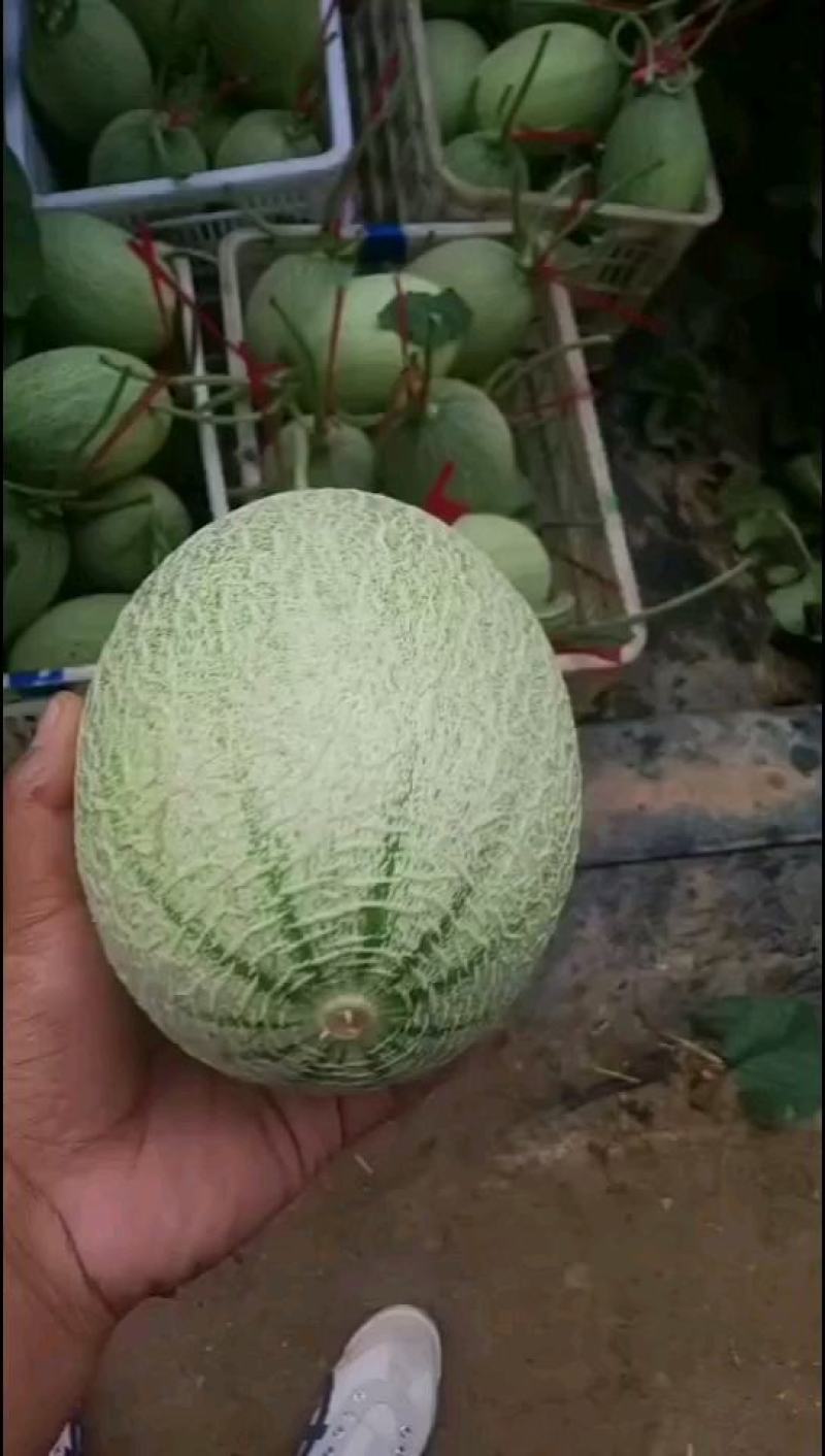 饶阳县晓蜜25哈密瓜