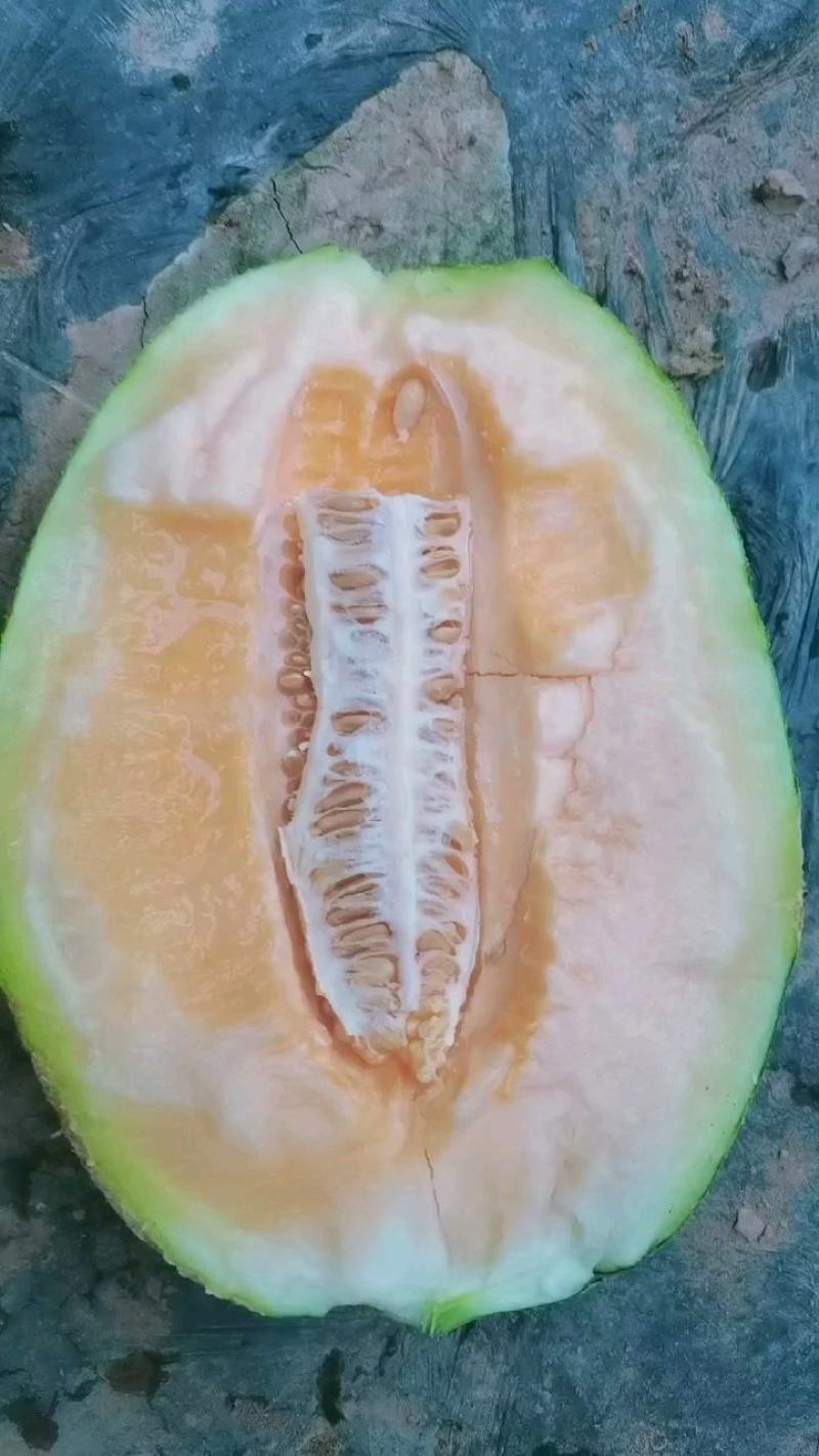 饶阳县晓蜜25哈密瓜