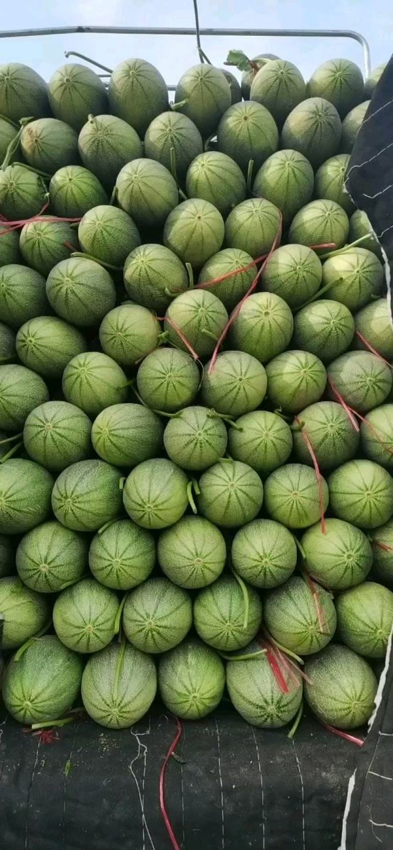 饶阳县晓蜜25哈密瓜