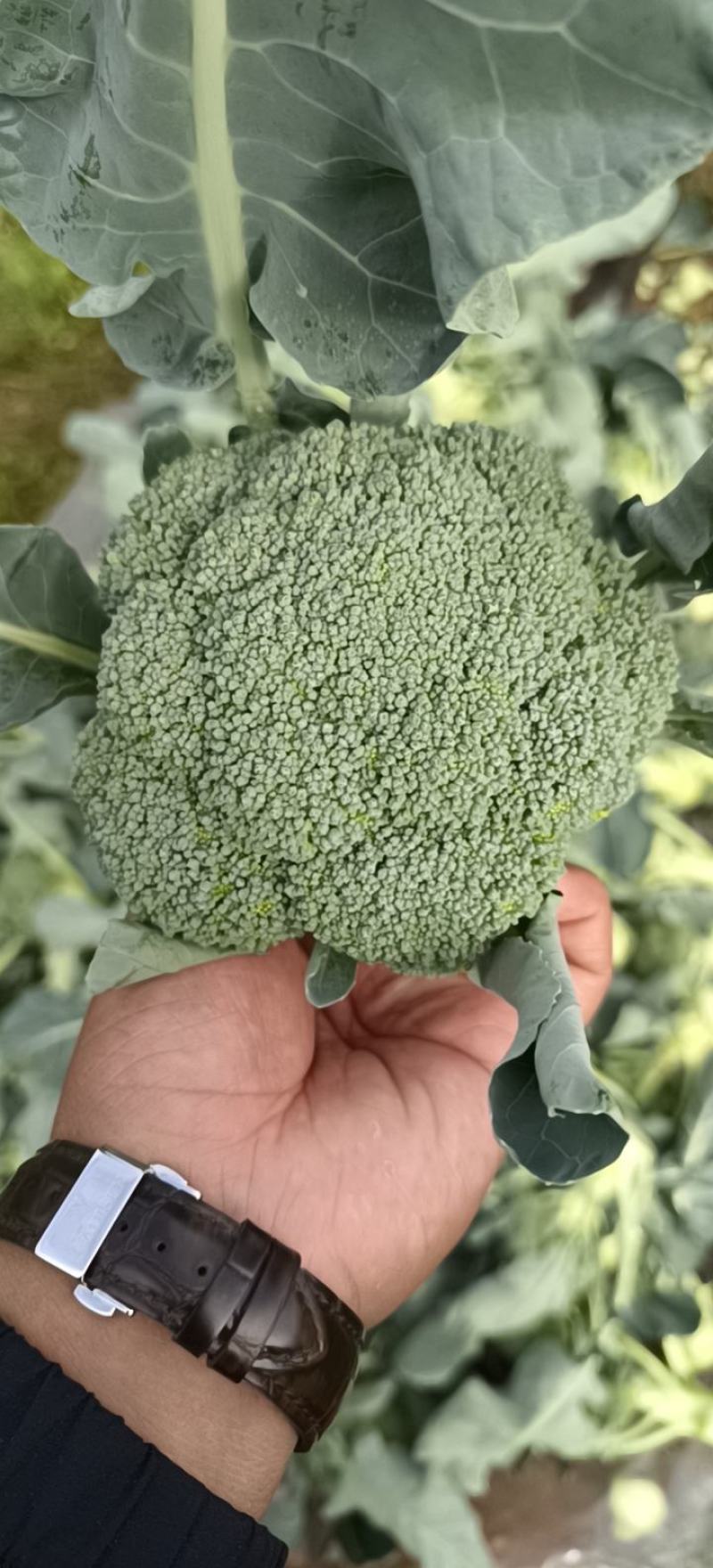 精品西兰花，现砍现发，色度好，商超品质，新鲜现货欢迎咨询