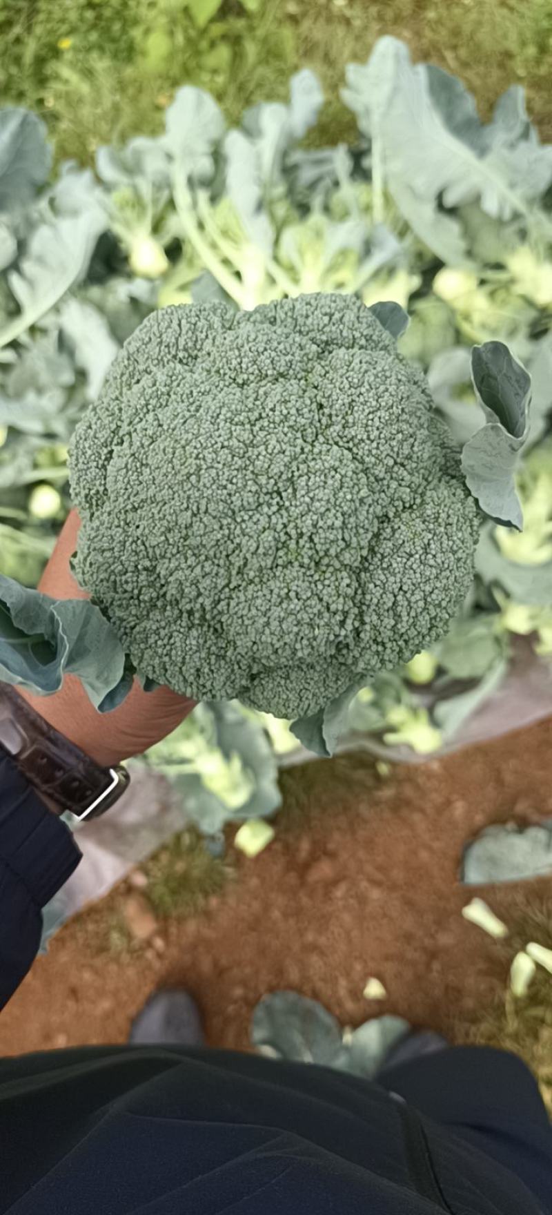 精品西兰花，现砍现发，色度好，商超品质，新鲜现货欢迎咨询