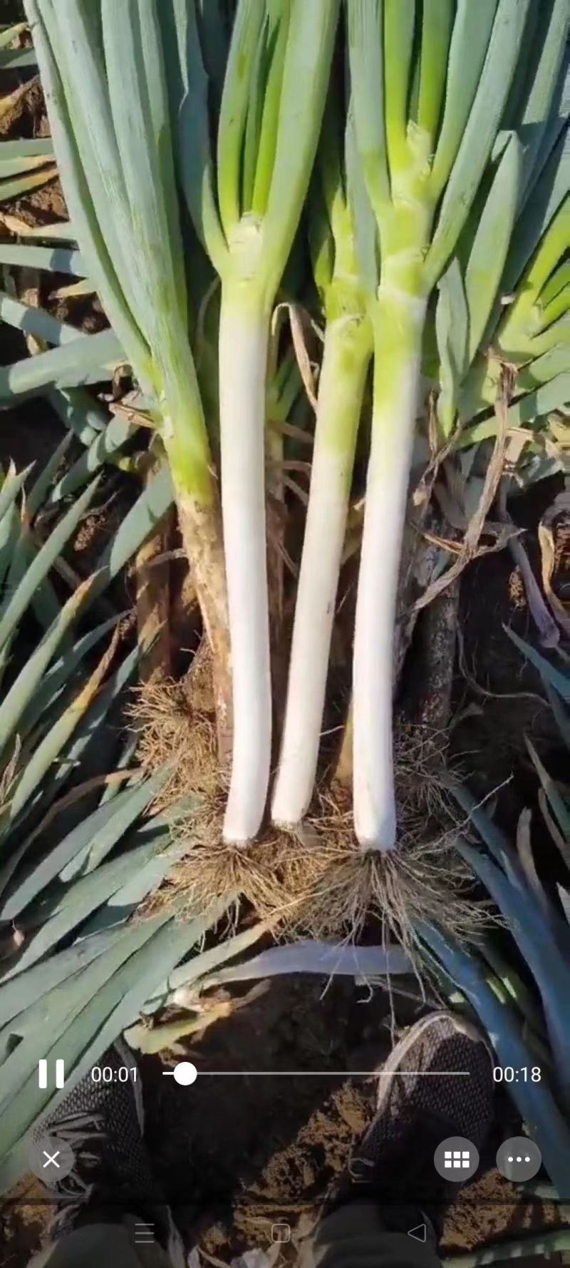 铁杆大葱，粗高精品