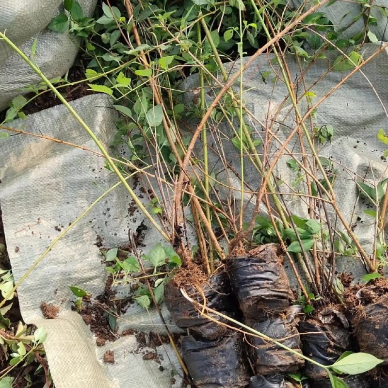 药用杯子连翘苗