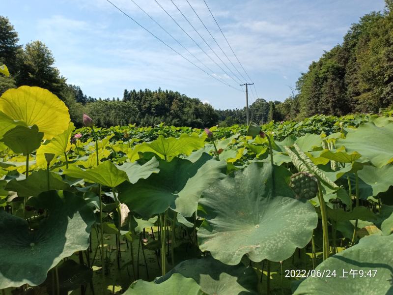 2022新鲜湘莲