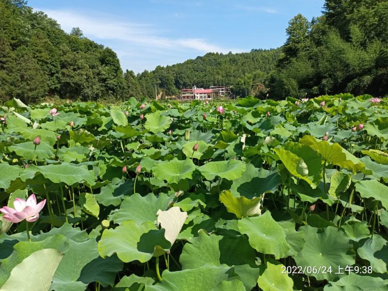 2022新鲜湘莲