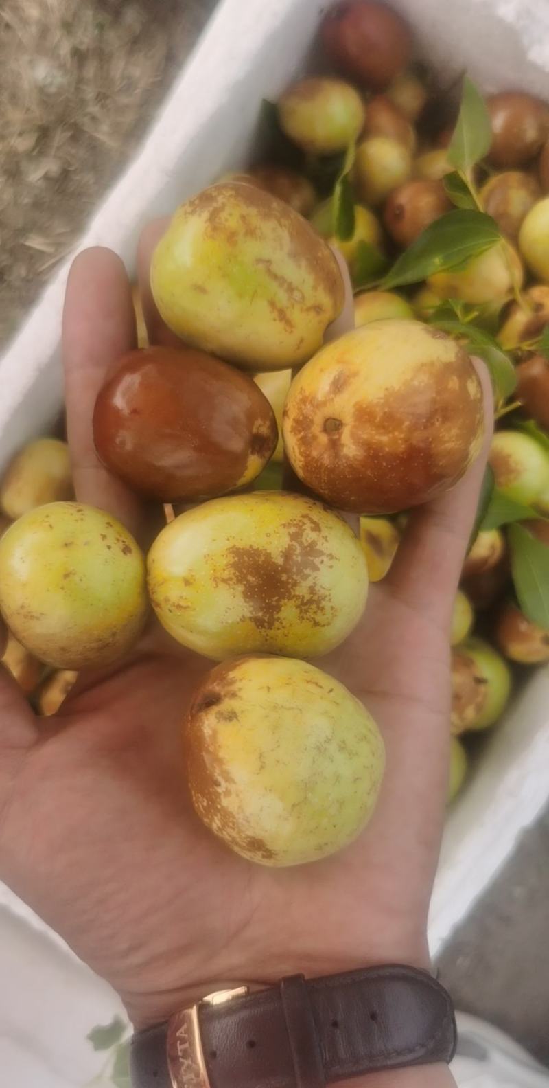 富硒大梨枣。万亩梨枣基地，富硒大梨枣上市。火爆！！