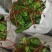 【推荐】安徽砀山薄皮辣椒产地发货到货无忧足斤足两欢迎订购