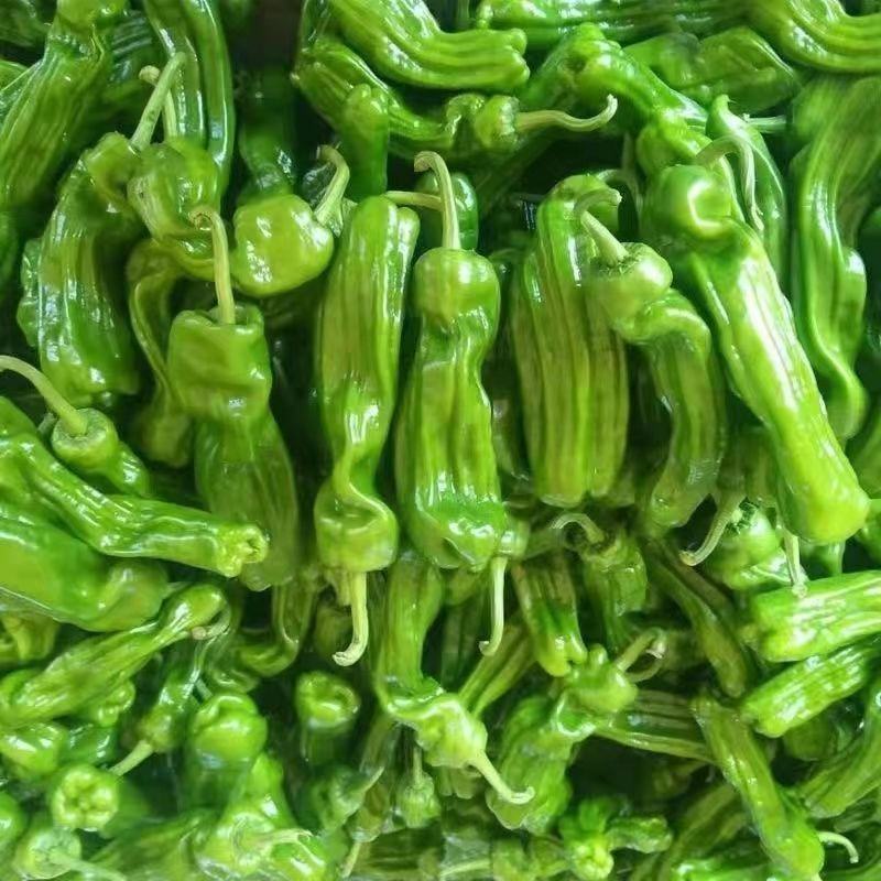 【推荐】安徽砀山薄皮辣椒产地发货到货无忧足斤足两欢迎订购