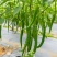 【实力】砀山线椒鲜辣椒大量上市货源稳定欢迎前来订购