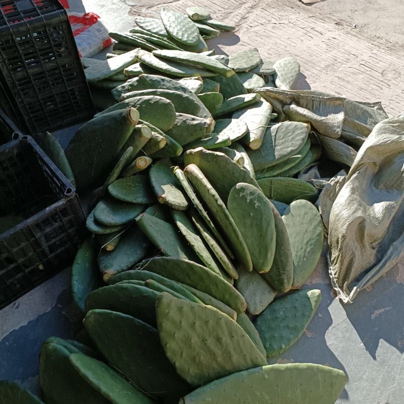 云南宝塔，梨果，米邦塔食用仙人掌