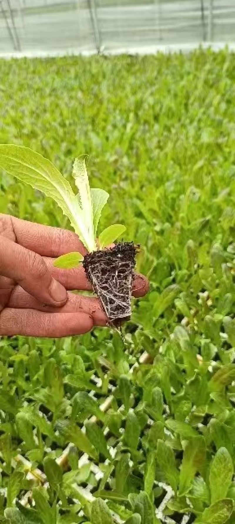 精品香笋