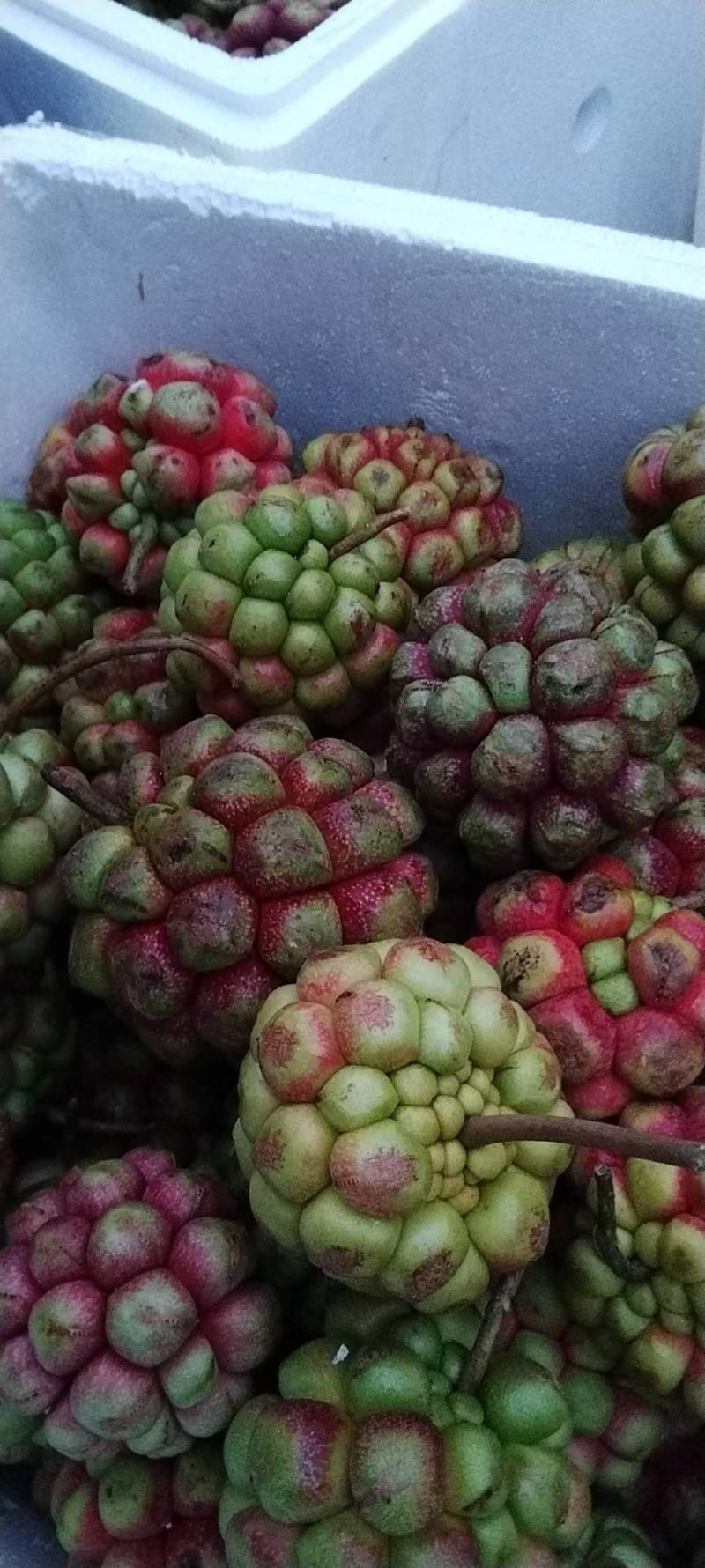 黑老虎