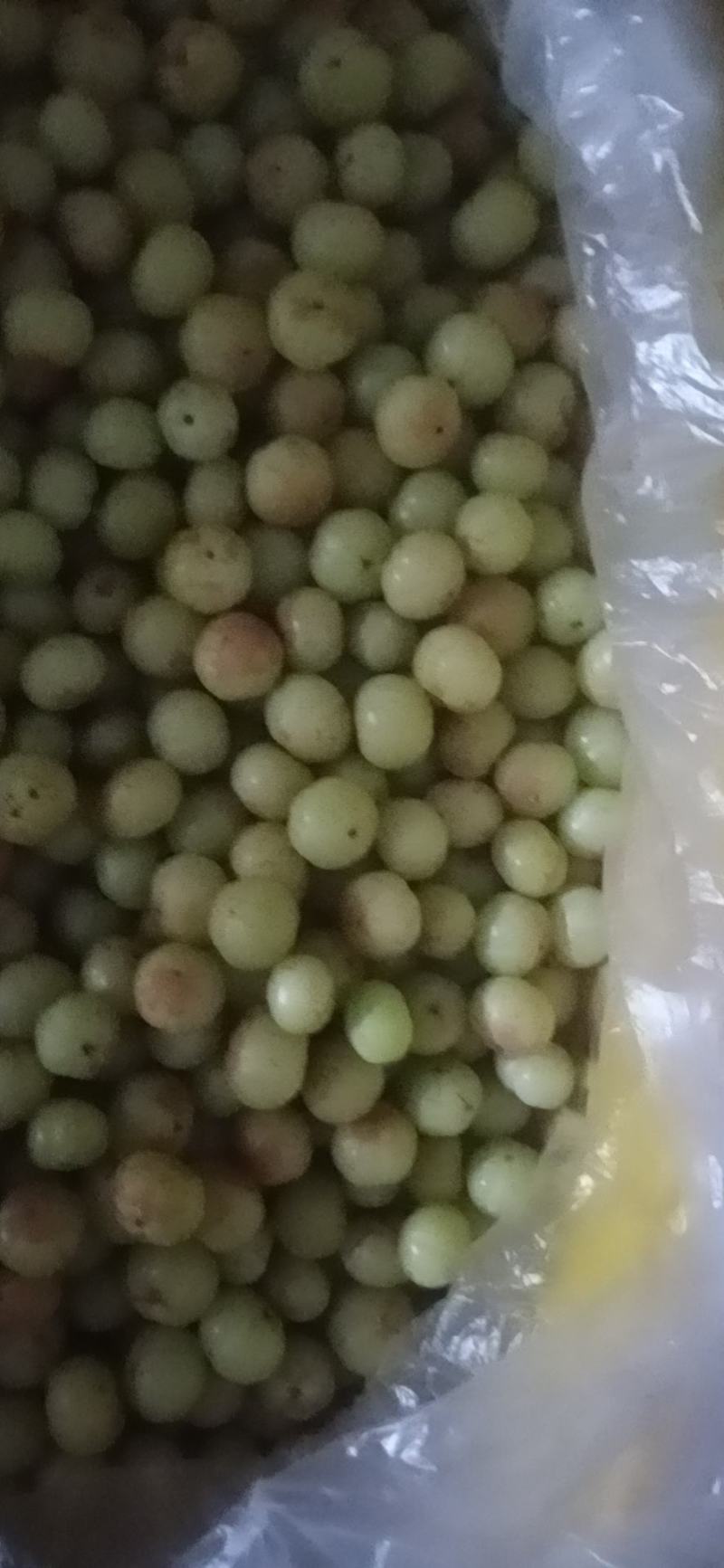 广西平南县大玉牛甘果大量上市中，保质保量。