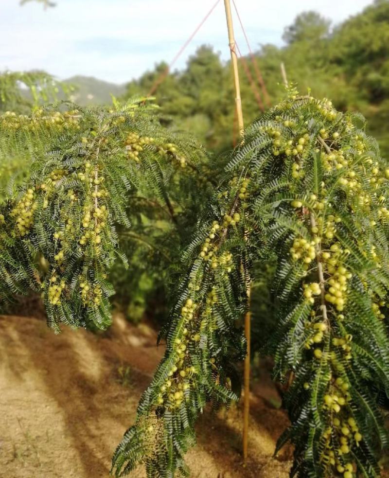 广西平南县大玉牛甘果大量上市中，保质保量。