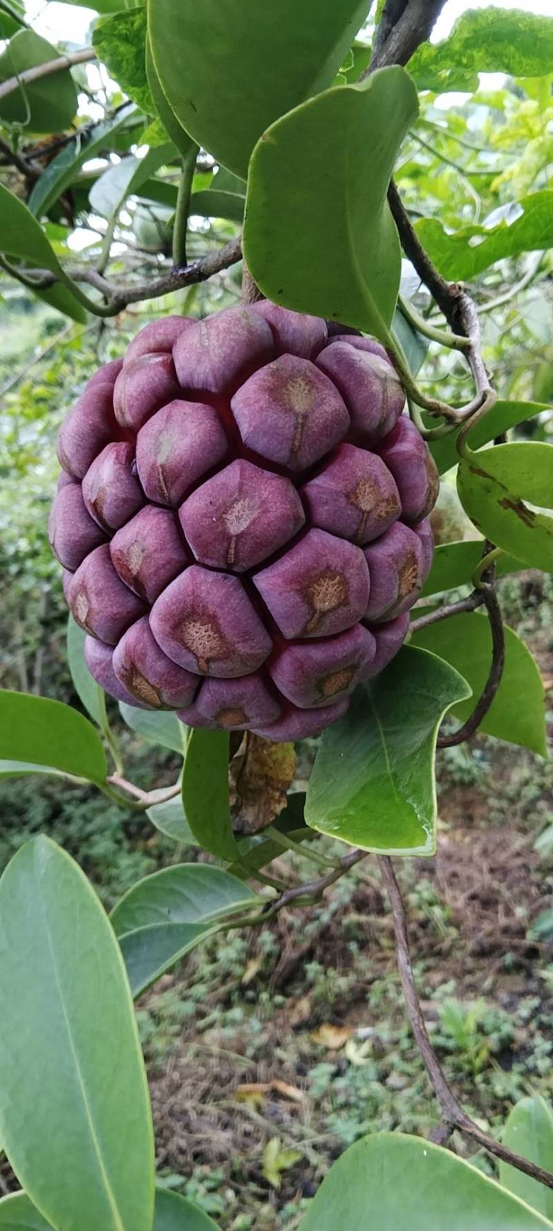 黑老虎