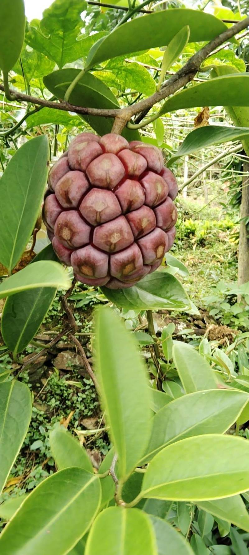黑老虎