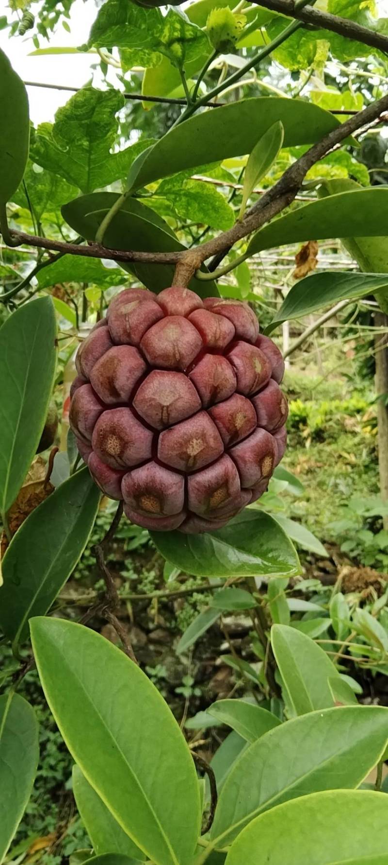 黑老虎