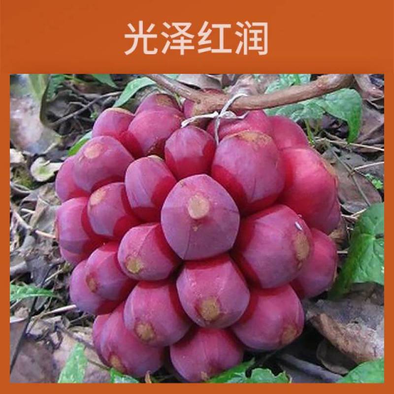 黑老虎
