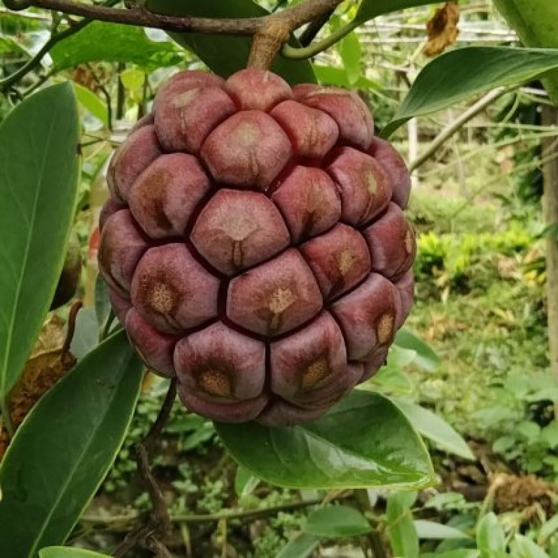 黑老虎