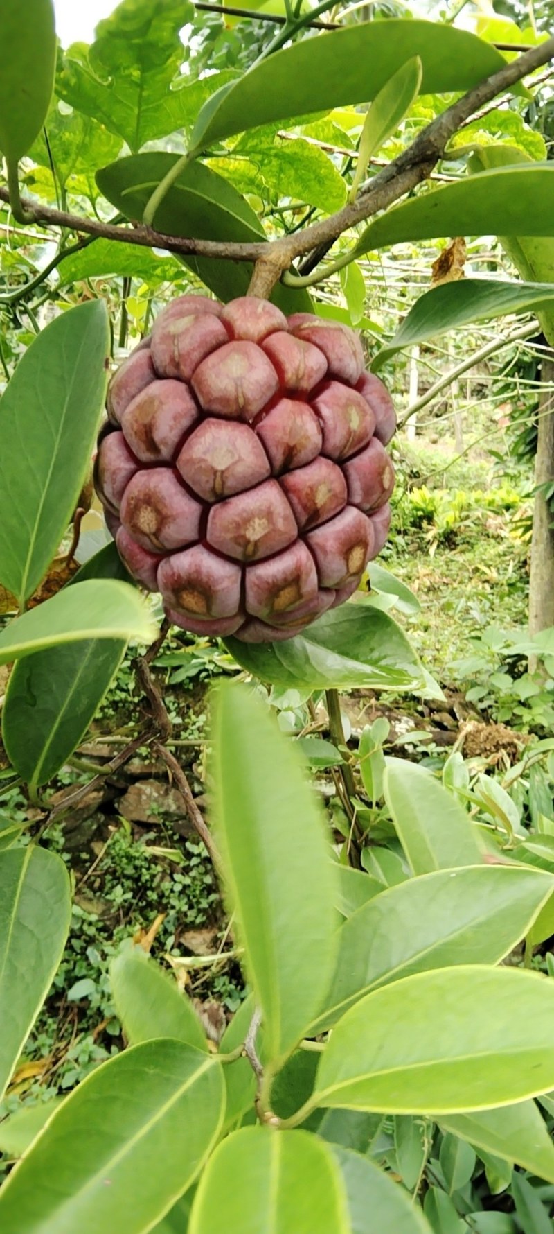 黑老虎