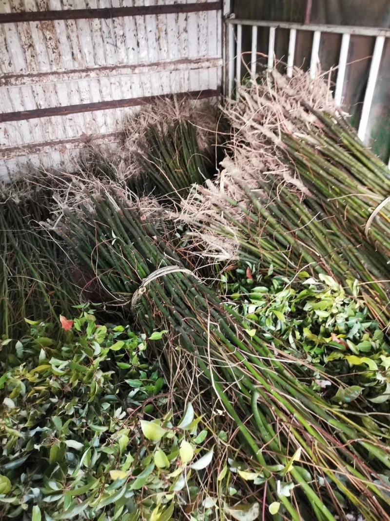 香樟