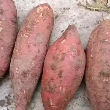精品西瓜红红薯货源充足质量巴适需要联系