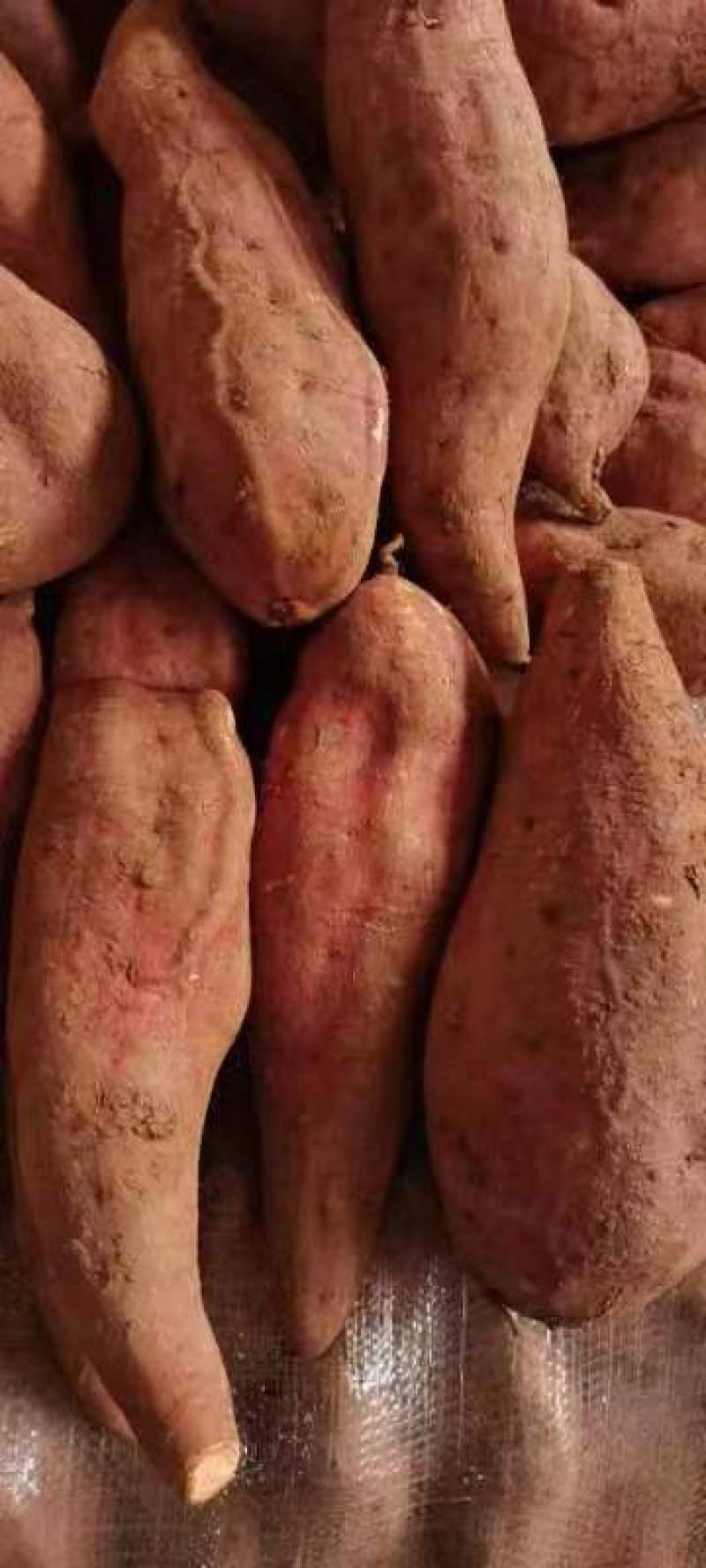 精品西瓜红红薯货源充足质量巴适需要联系