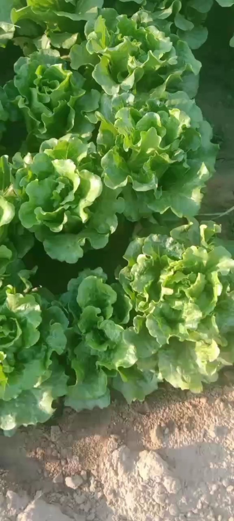 中牟生菜大量上市，颜色翠绿，棵型好可视频看货