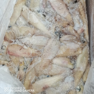 海兔，笔管鱼，海鲜水产一箱20斤