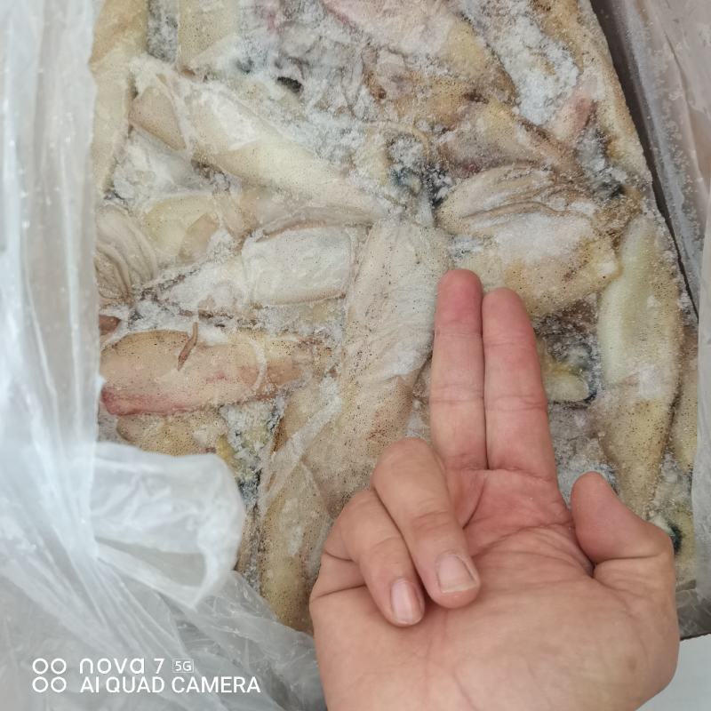 海兔，笔管鱼，海鲜水产一箱20斤