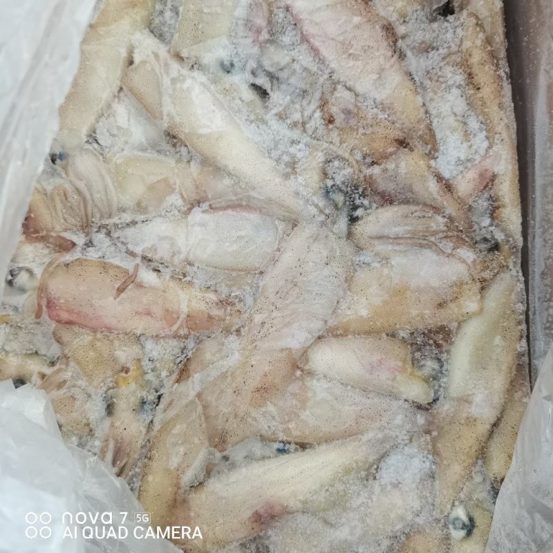 海兔，笔管鱼，海鲜水产一箱20斤