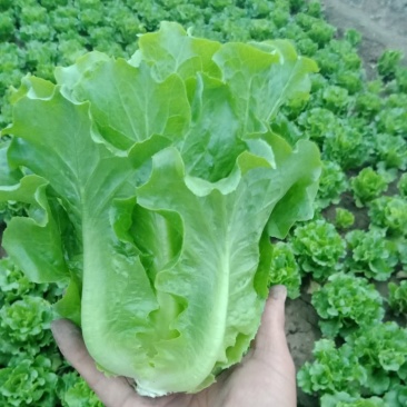 中牟生菜大量上市，颜色翠绿，棵型好可视频看货