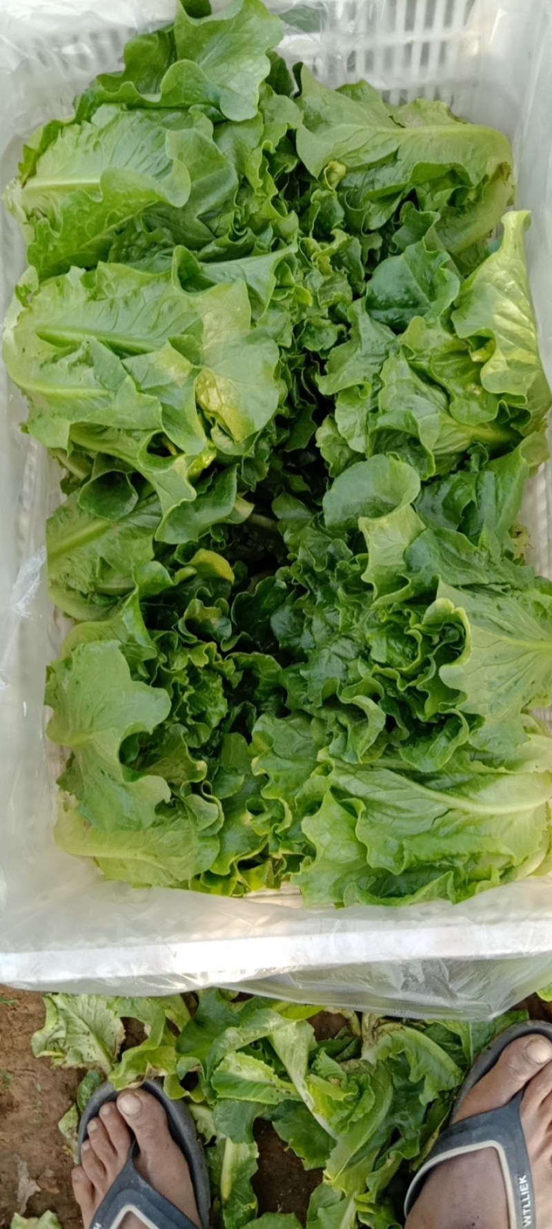 中牟生菜大量上市，颜色翠绿，棵型好可视频看货