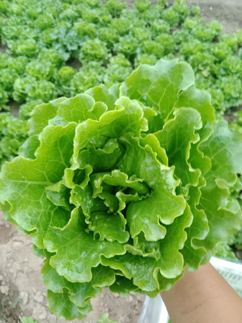 中牟生菜大量上市，颜色翠绿，棵型好可视频看货