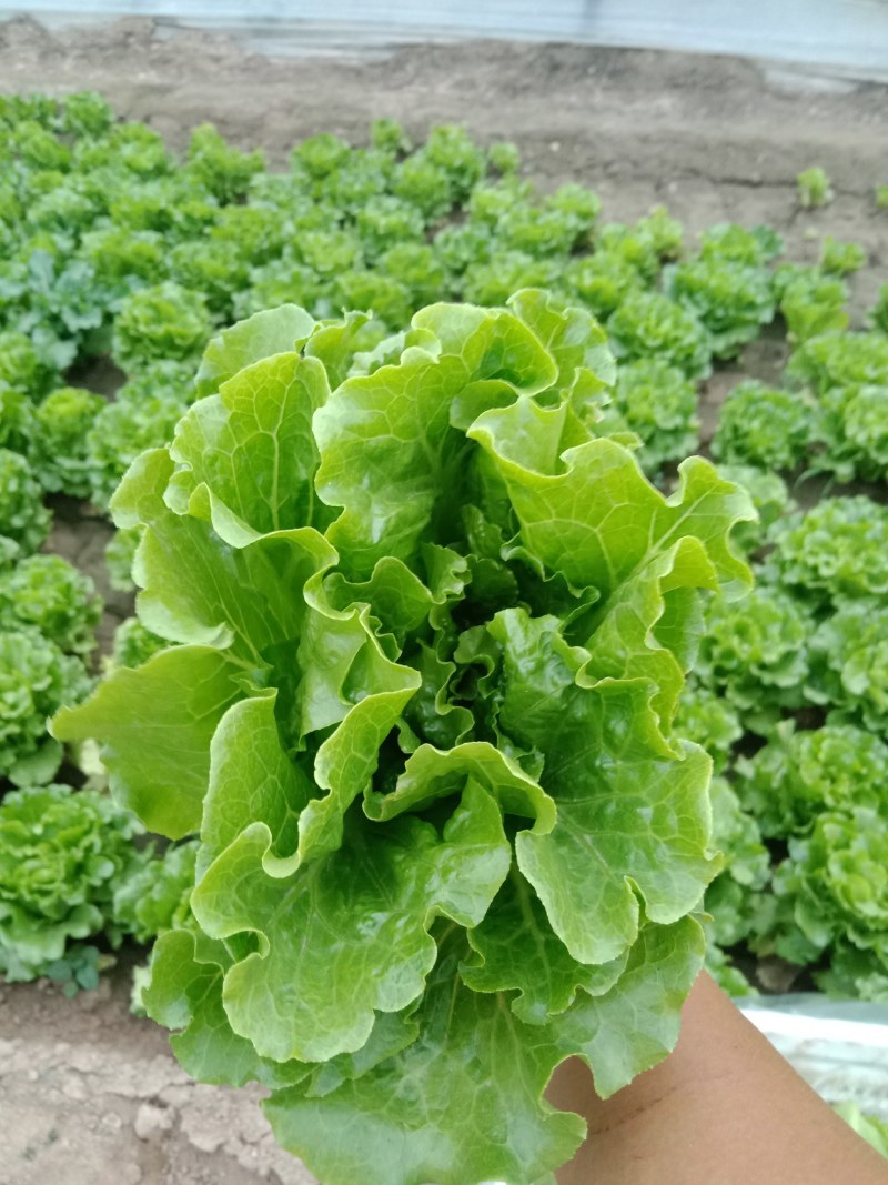 中牟生菜大量上市，颜色翠绿，棵型好可视频看货