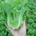 中牟生菜大量上市，颜色翠绿，棵型好可视频看货