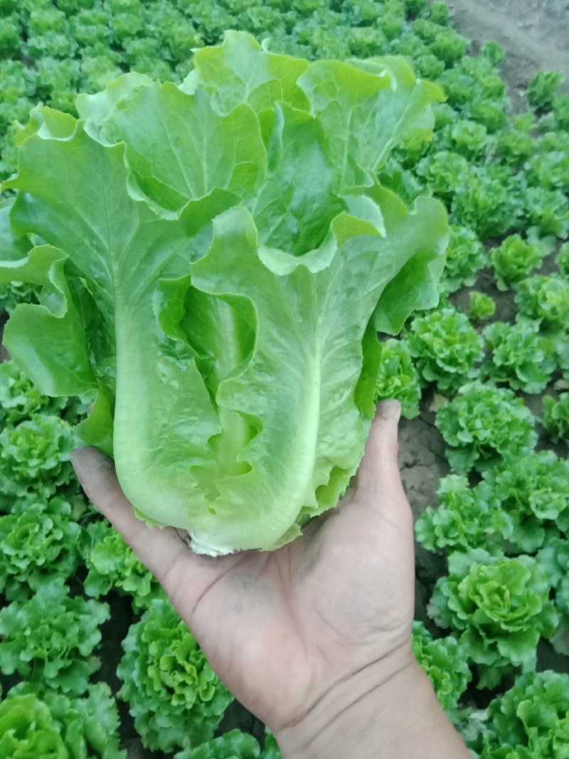 中牟生菜大量上市，颜色翠绿，棵型好可视频看货