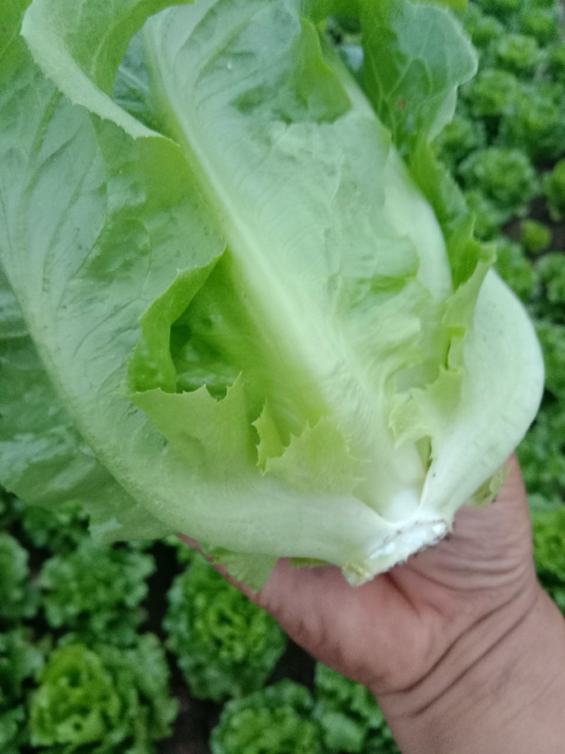 中牟生菜大量上市，颜色翠绿，棵型好可视频看货