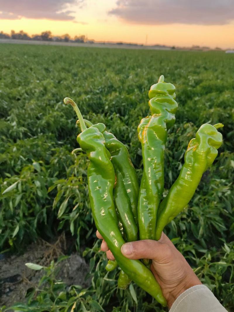 娃娃菜，芹菜，辣椒，葫芦