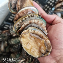 鲜活鲍鱼，15头一斤，一筐8斤