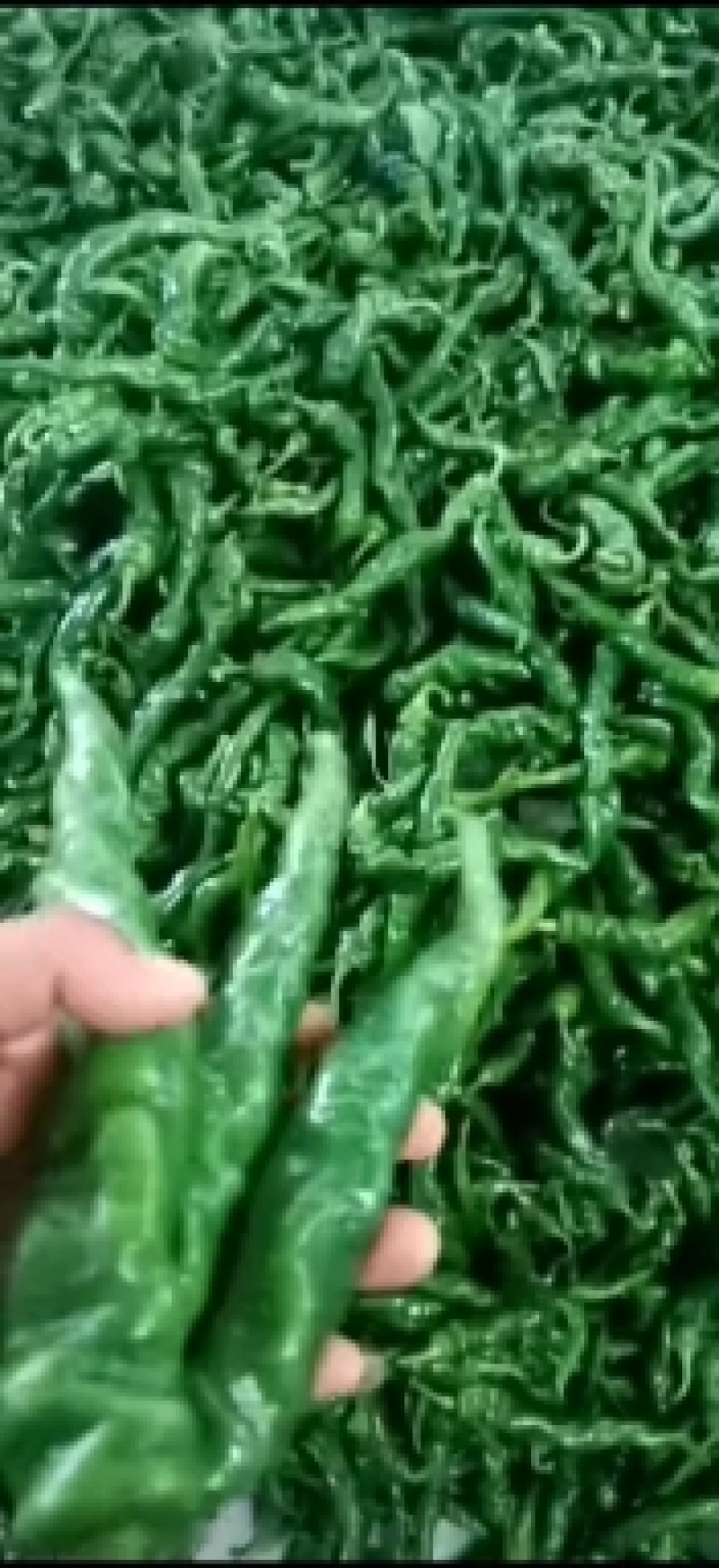 甘肃新鲜辣椒